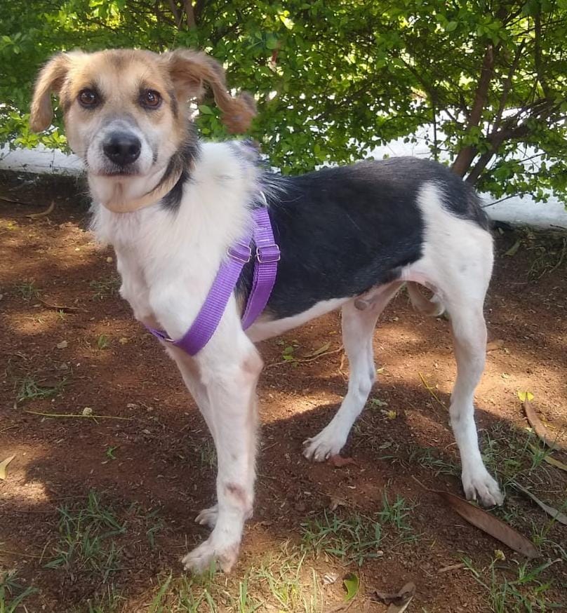 #PraCegoVer: Fotografia do cachorro Mick Jagger. Ele é bege, branco e preto. Ele está com uma coleira na cor roxa.